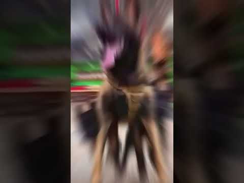 Funniest Animals Video 2023 - Funny dog and cat videos 65  #shorts #funnydog #funny cat