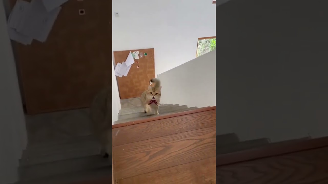 2023 Funniest Cat Videos You'll Laugh So Hard You'll Cry #94