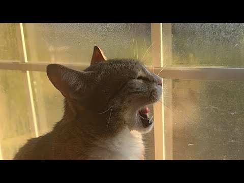 2nd birthday party! Let’s make some cat cakes and open presents.