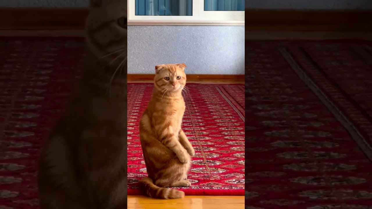 CATS MEDITATION, YOGA CATS