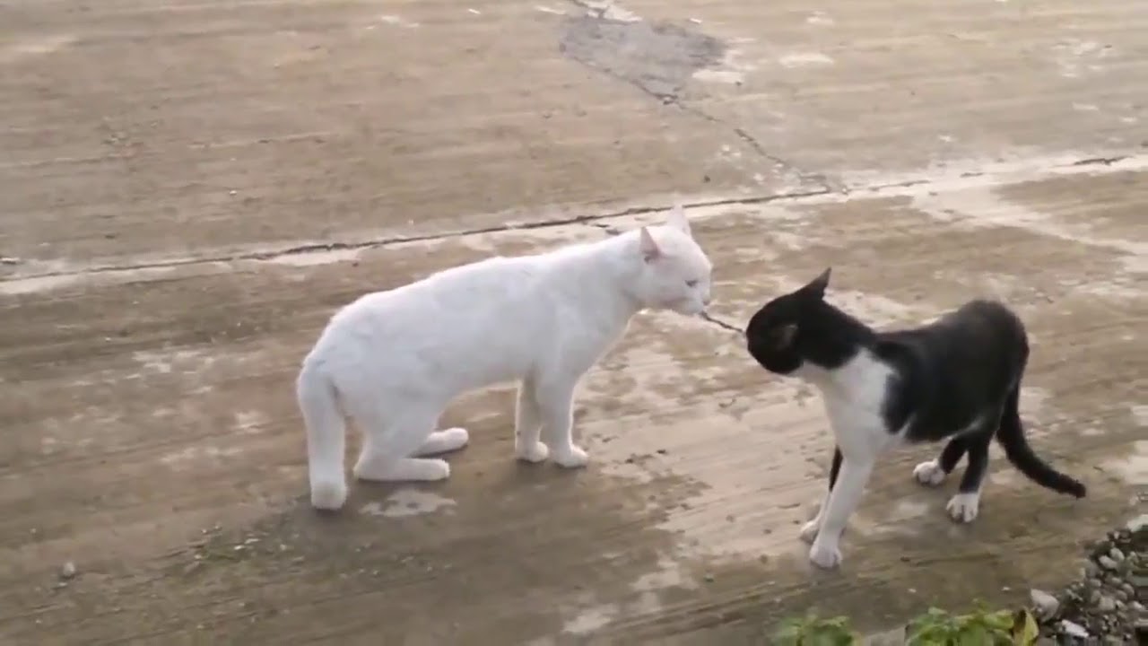 Cat compilation: cat fails, grumpy cats, cute cats