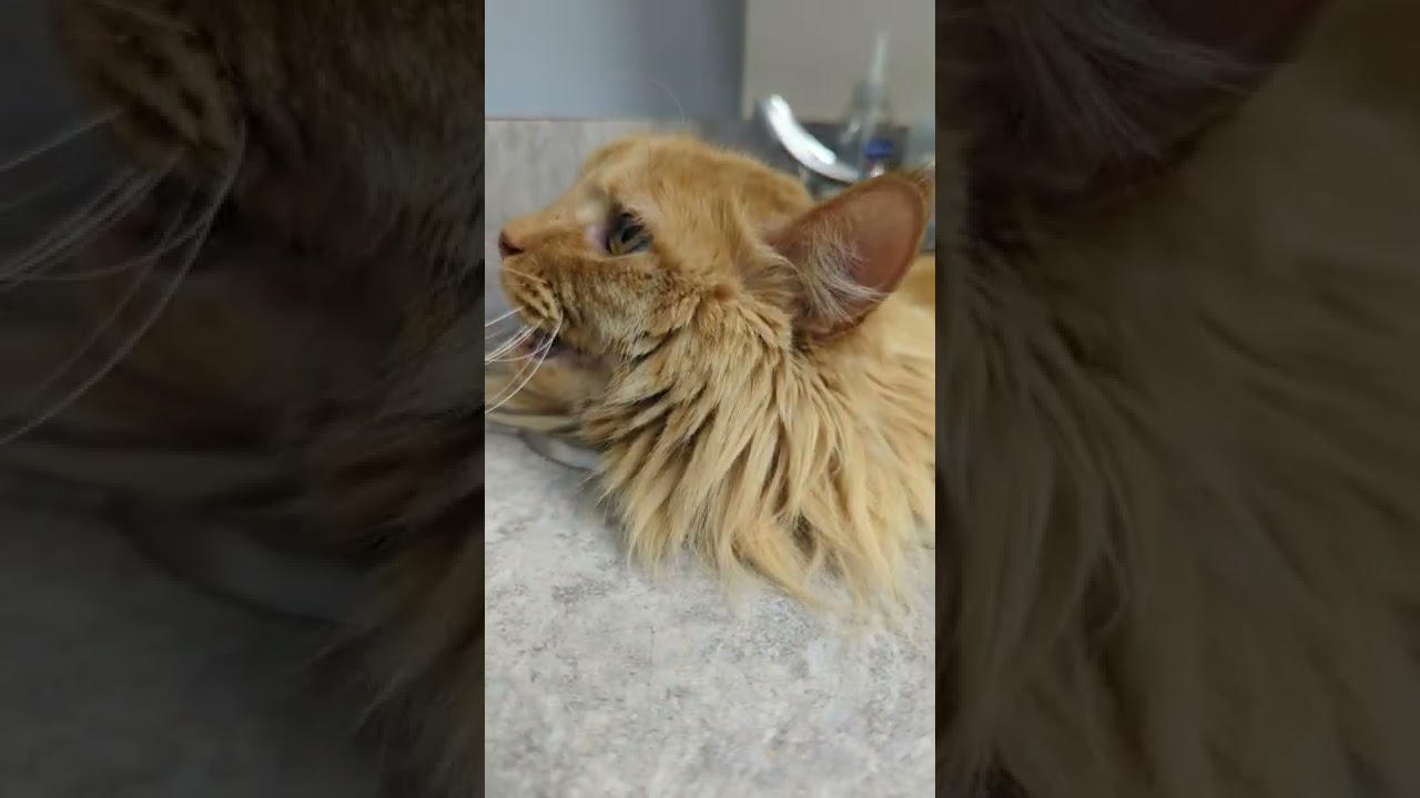 Cat vs Sink 2 | Parker The Cat