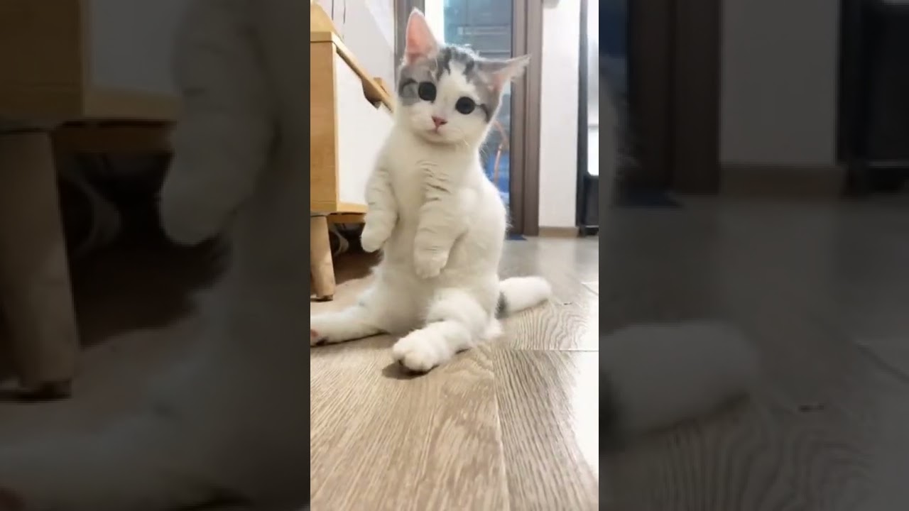 Cats Life #funny #shorts