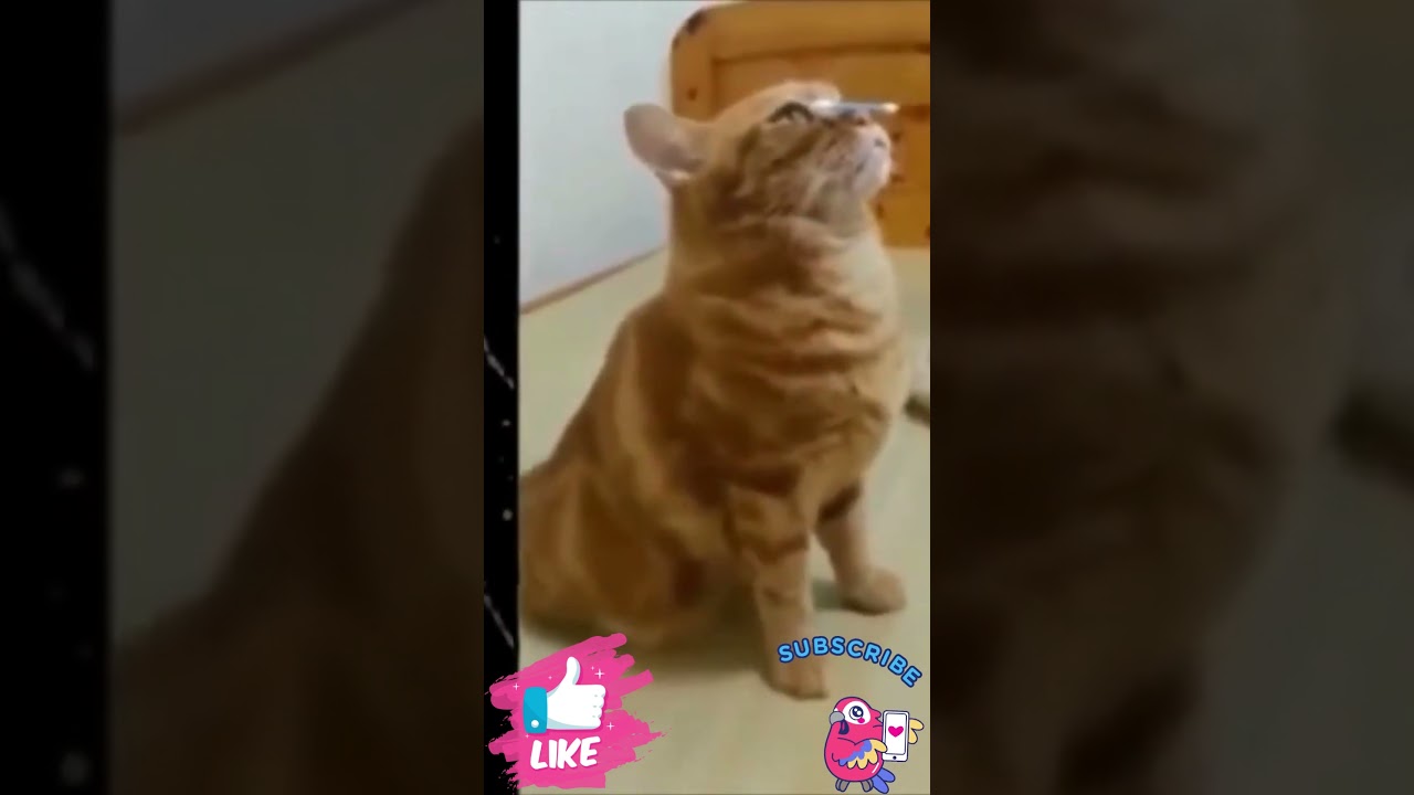 Crazy cats ... Gatti Pazzerelli  #cat #funny #animal #gatti #shortsviral
