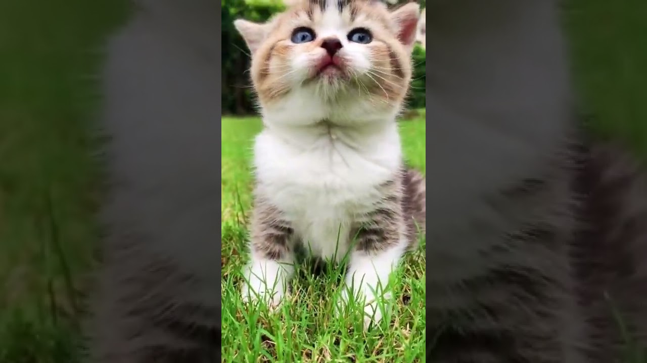 Cute Cat #cats #babycats #Shorts #cutecats #catsvideos #funnycats
