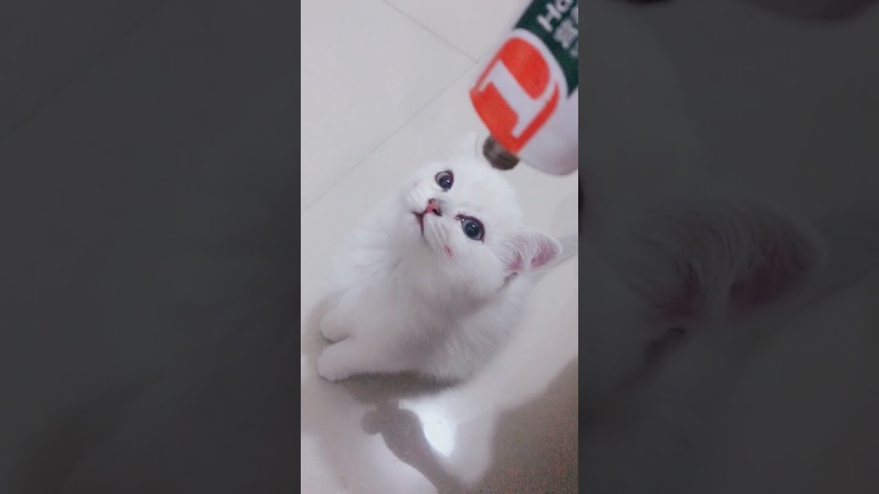 Cute Cats & Meowing Meow Kittens | Funny Meow Cat | #Short