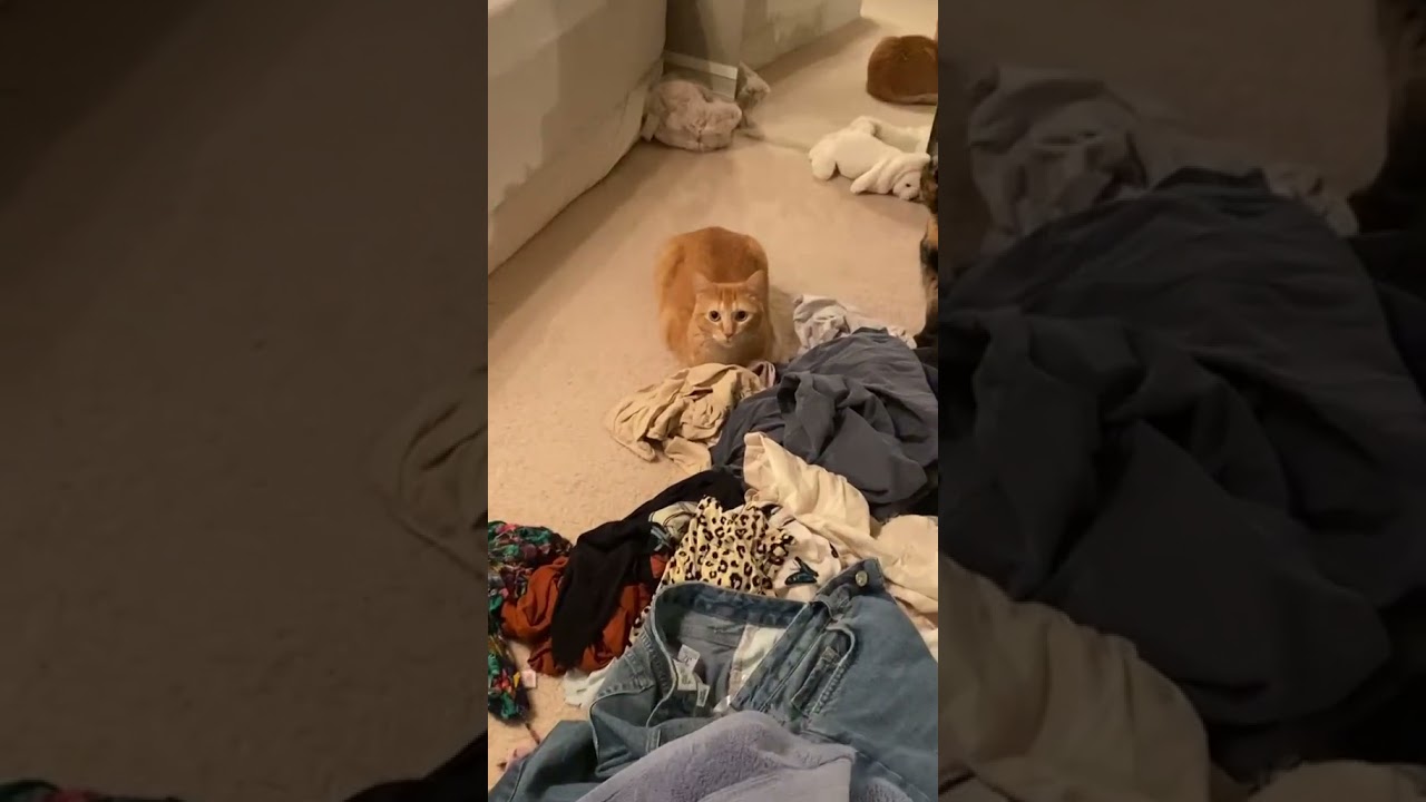 Cute and Funny Cat Videos Compilation | Aww Animals.