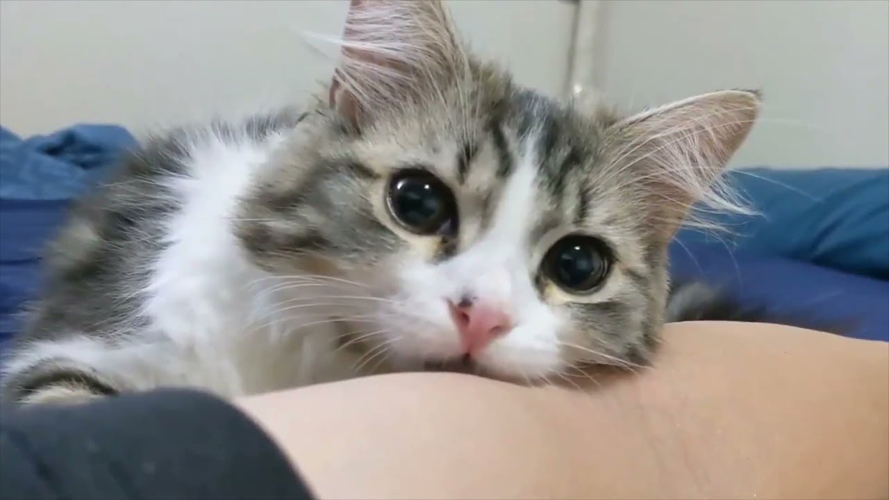 Cute and Funny || Cats Compilation || Funny n Crazy Cats