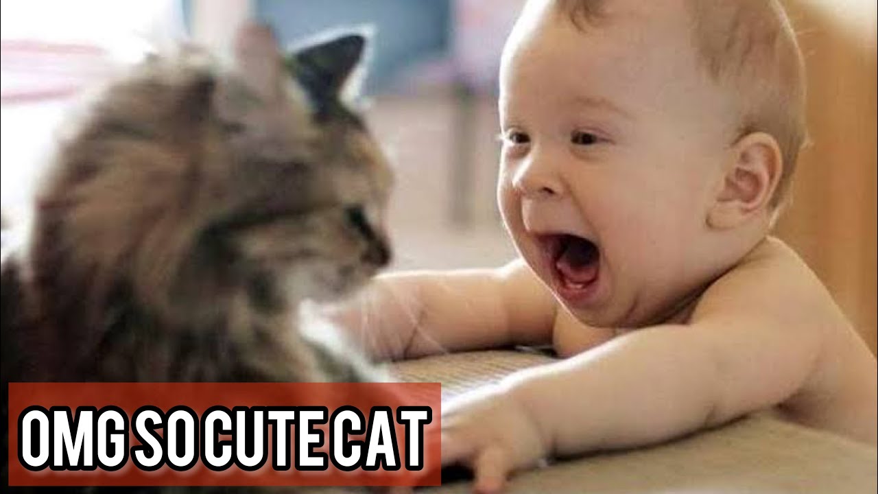 Cutest Silly Cats - Funny Cat Videos Compilation