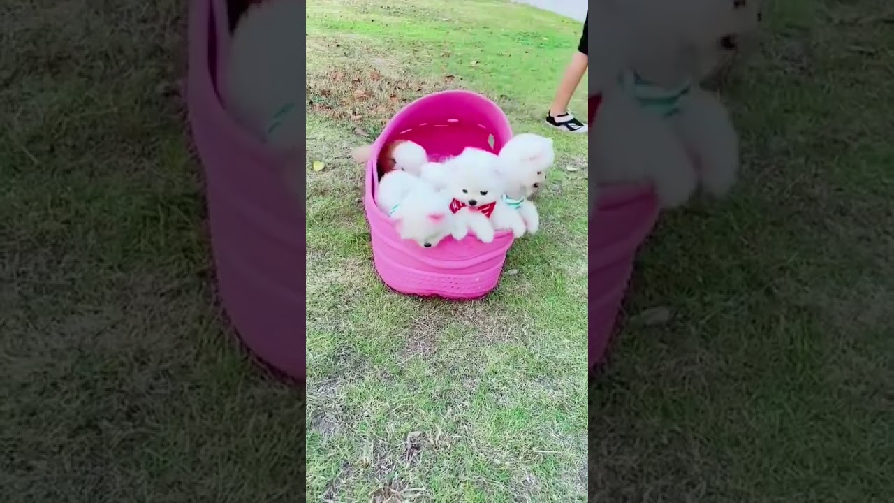 Funniest Animals Video 2023 - Funny dog and cat videos #shorts #funnydog #funny cat 18