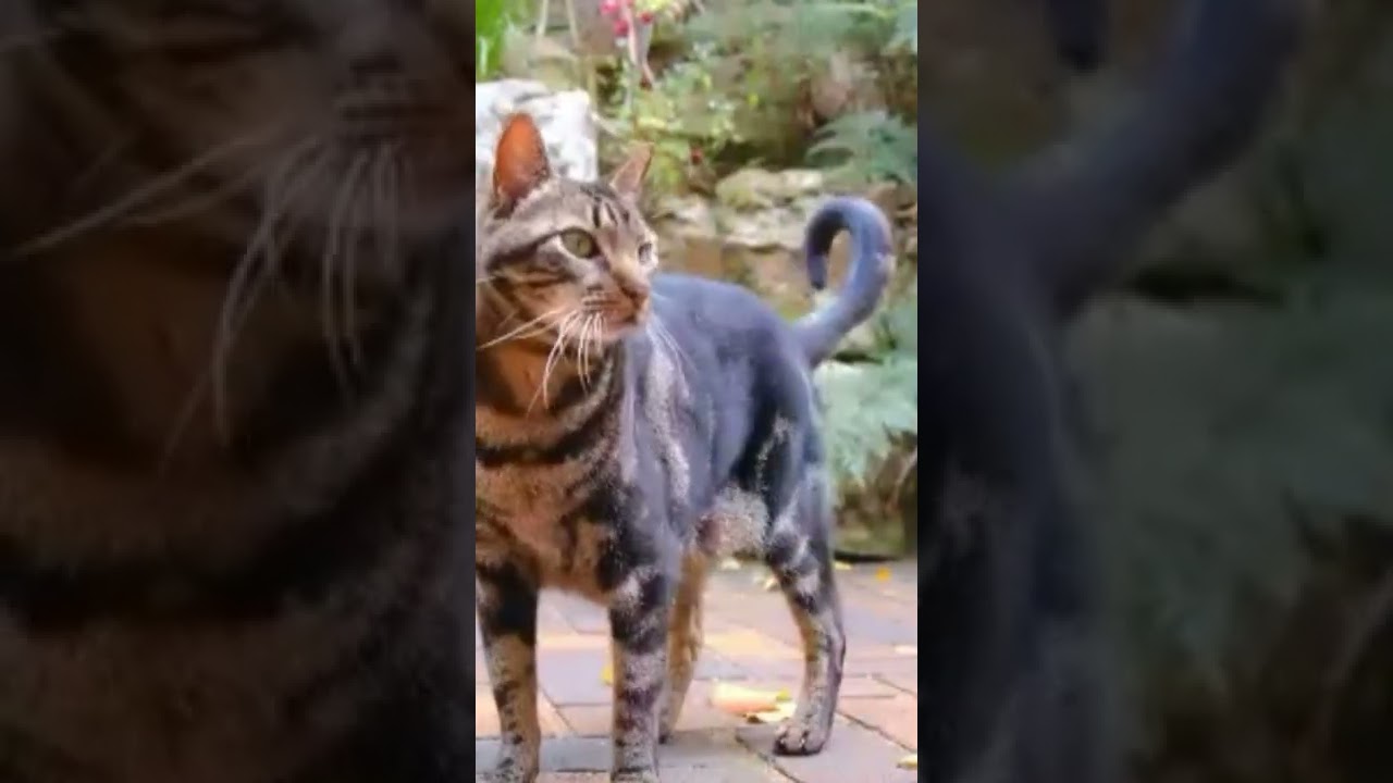 Funniest cat #cat #pets #funny cat #cute cats #shorts