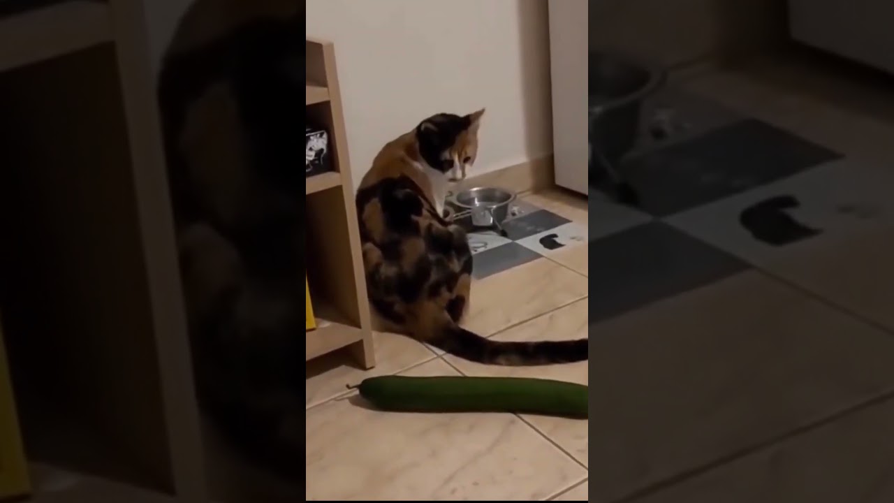 Funny cat vs cucumber videos #shorts #reels #fbreels #cats #funny #funnycats #animals #funnyvideo