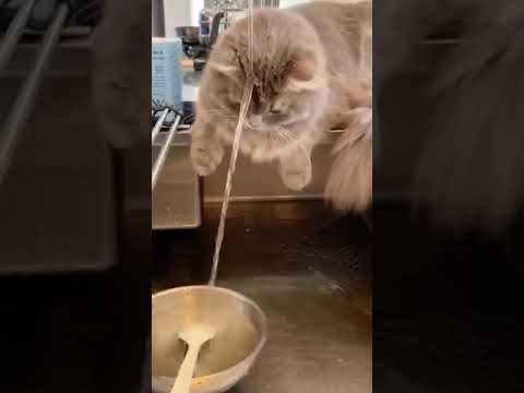 Get ready to laugh with these hilarious funny animal videos 130