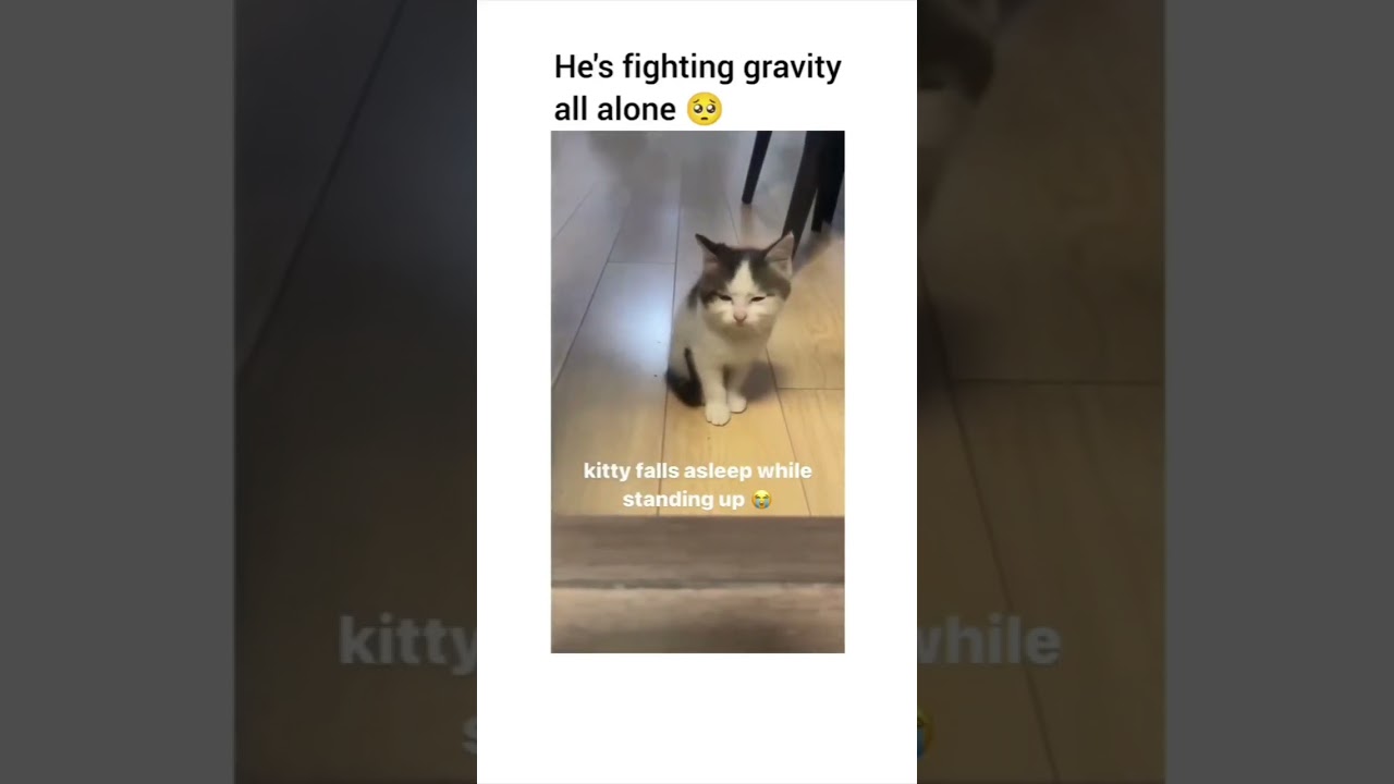 Hilarious Cat Memes Come to Life | Part 203 | #thedustycat #ytshorts #shorts