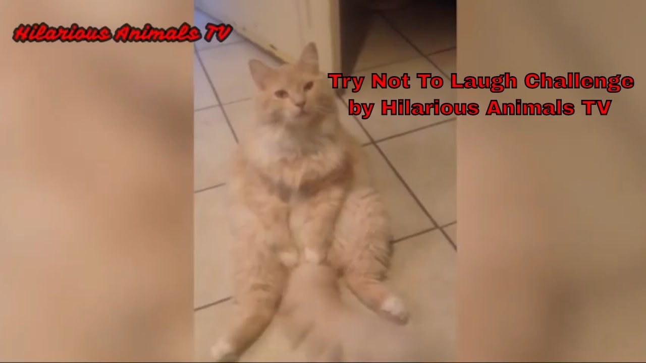 Hilarious Cat Viral Videos | Ultimate Cat Compilation 2019