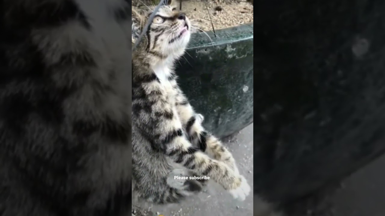 Is he dead? #shorts #shortsfeed #sad #prank #pranks #pets #petshop #groming #funnycats #funniest