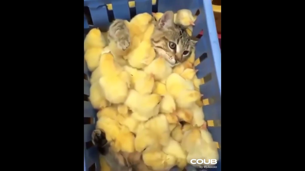 Prancing Paws and Playful Pranks