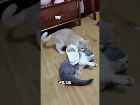 Prank Cats a Funny #Short
