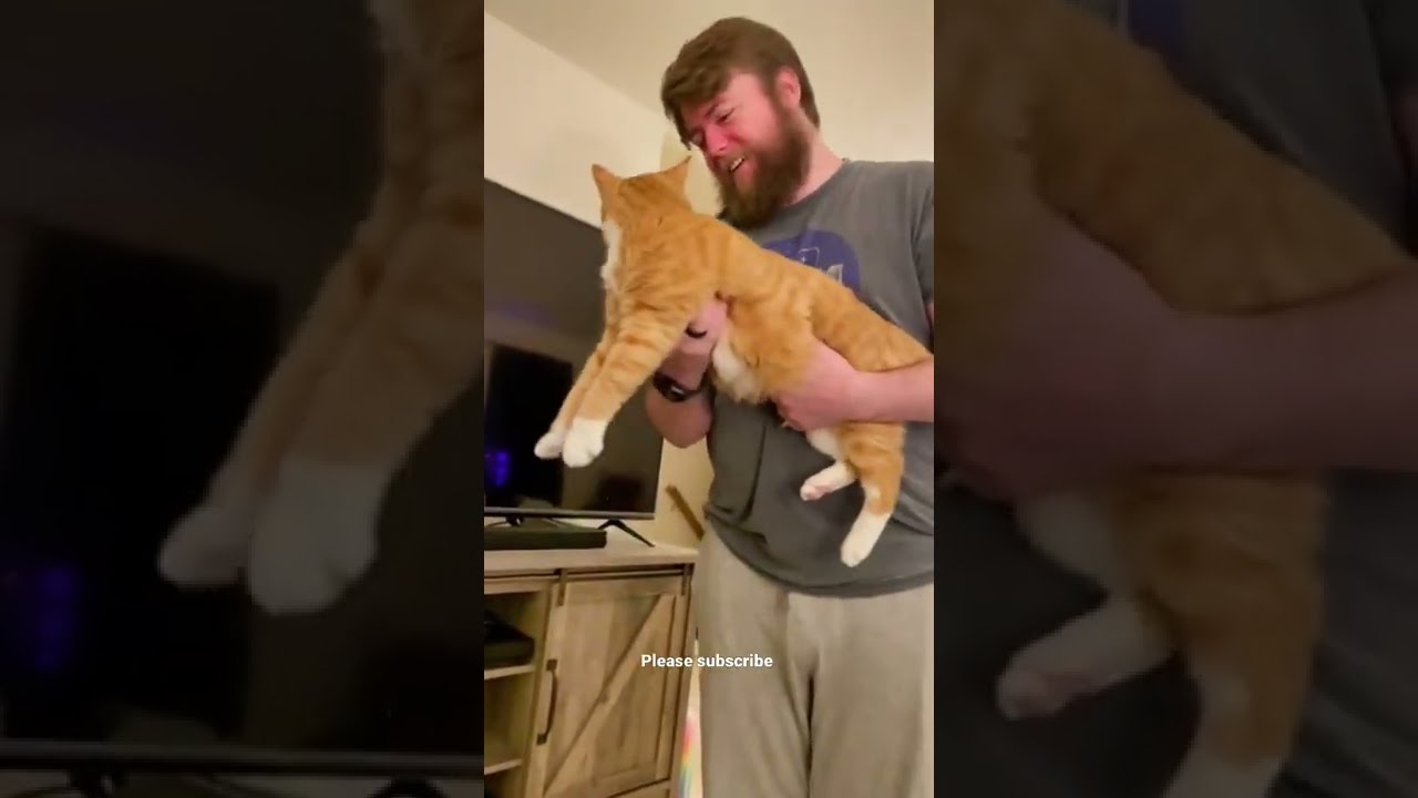 Prank #shorts #viral #animals #yellowcat #wildcat #catstiktok #catsmeowing #funnycats
