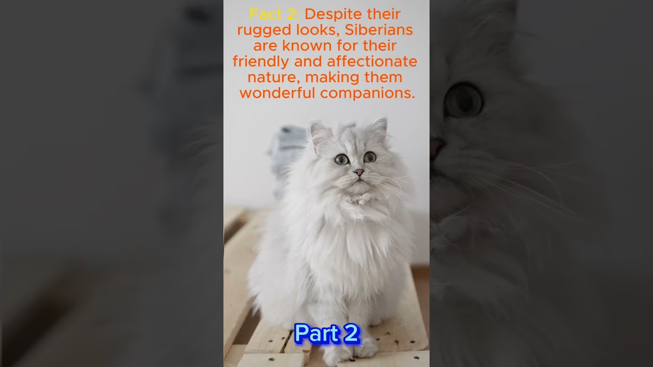 Top 10 cute cats(part 2) #cats #cute #cutecatsshorts #purr