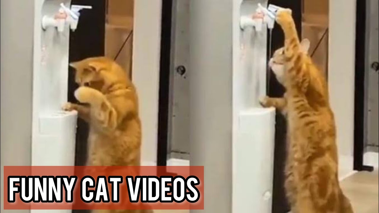 Try Not To Laugh Cats Cute Reactions - Funny Cat Videos