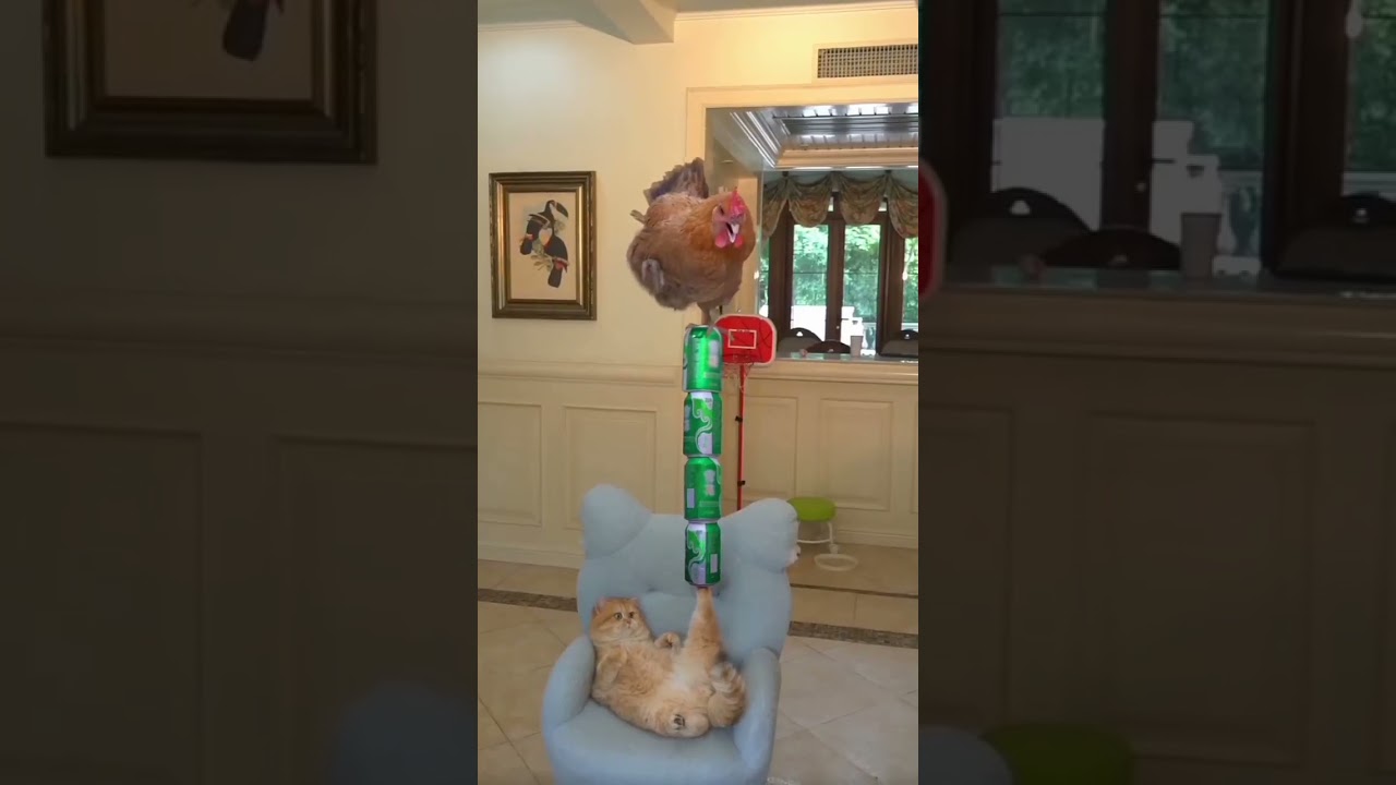 #cat #cats #catlover #ciken #catvideos