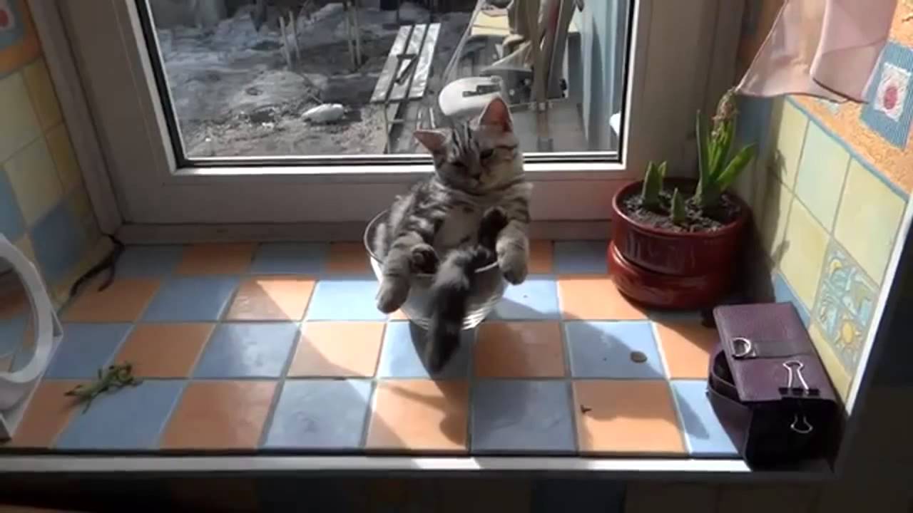 cats and animals This is awesome! 2014 Must see