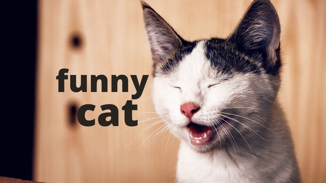 cats funny videos | new trending #Shorts