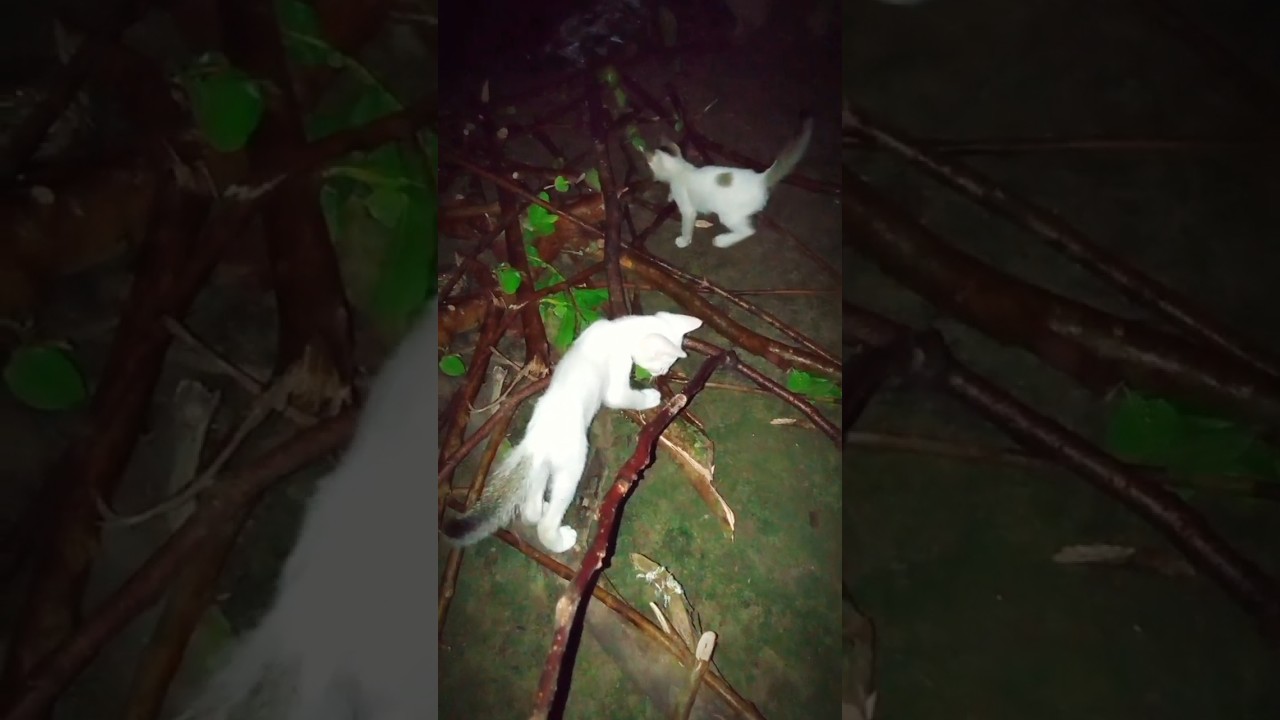 crazy cat name is Mini #cat #funnyanimal #kitten #trending #funnycat #catlover #shorts#catdrama360