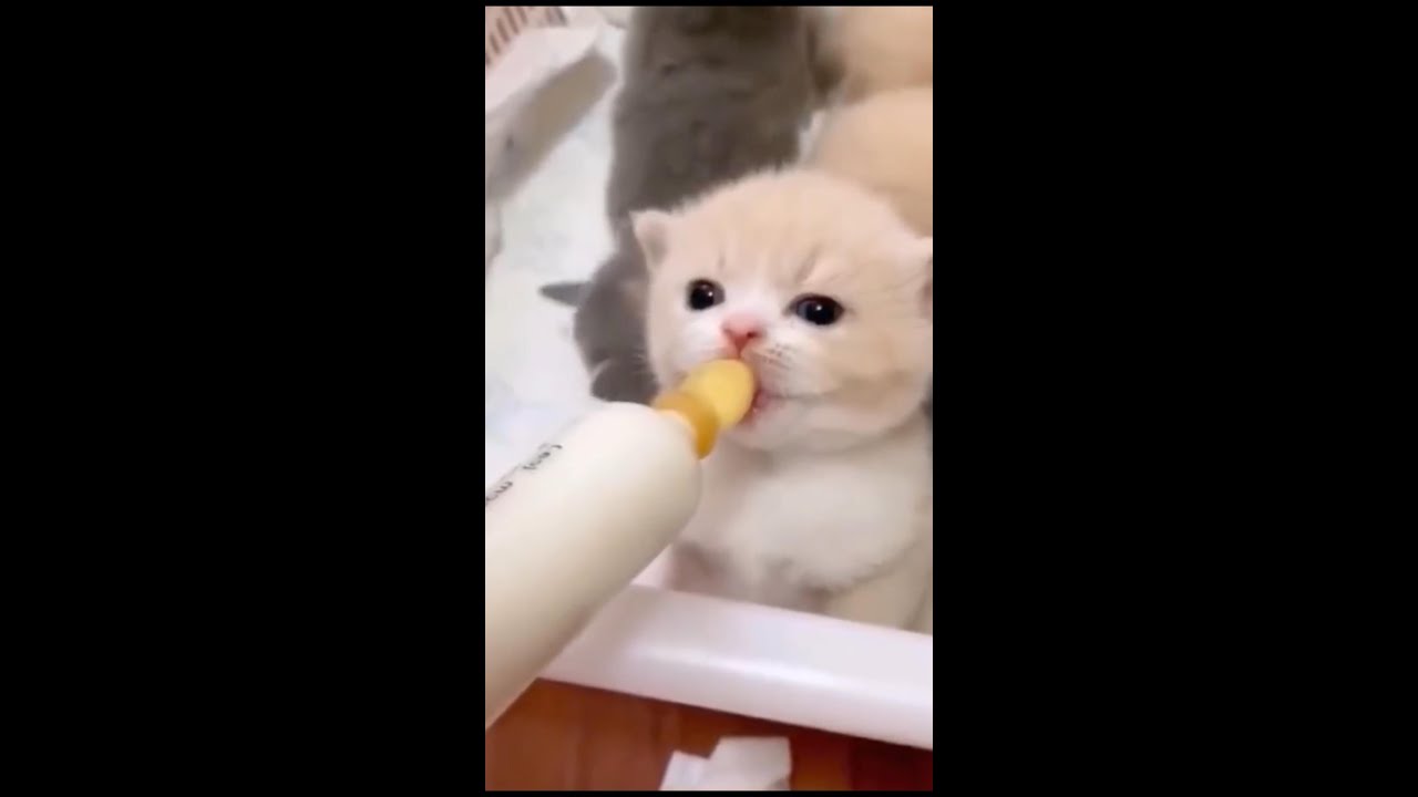 cute kitten with glowing eyes#shorts#funnyvideo #cute #cat#petlover