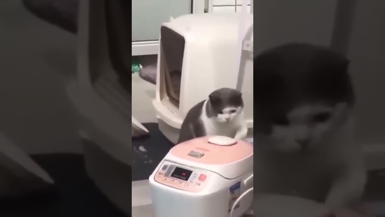 funny cat videos 2023 #cat #catlover #funnyshorts #catshort #fannypets