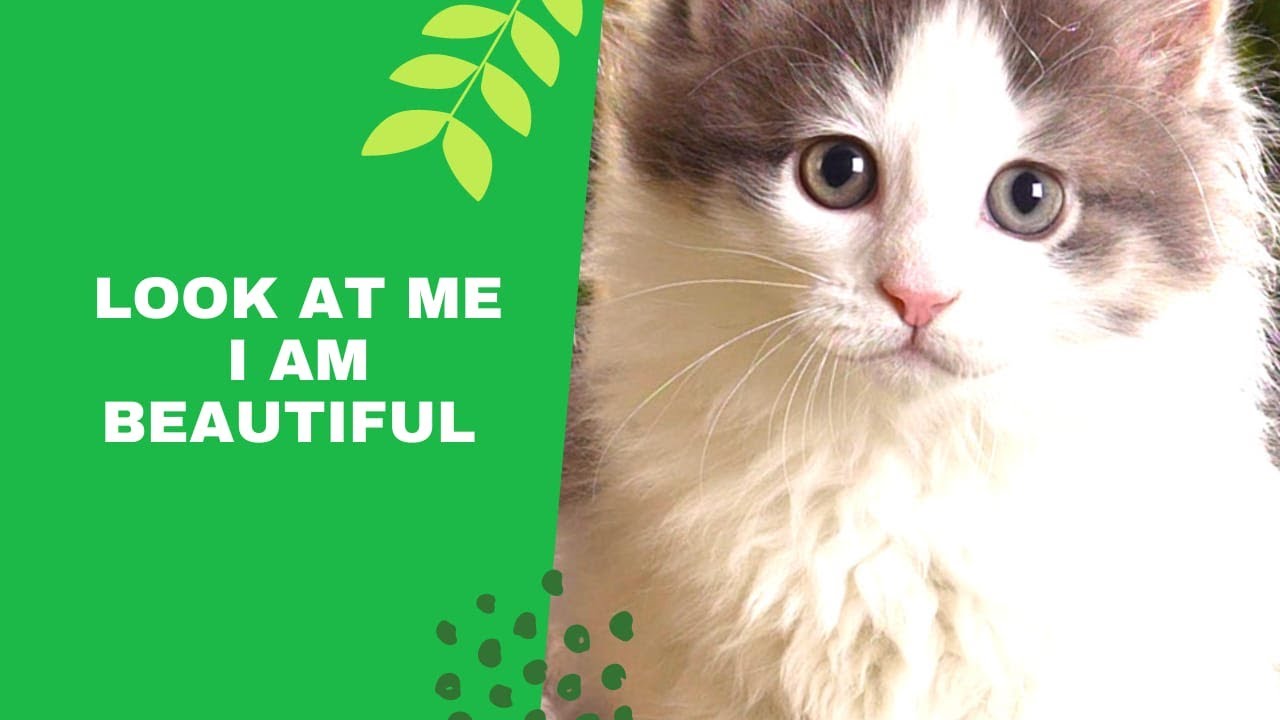 funny cat videos|funny cat videos 2021|funny cat videos compilation #3