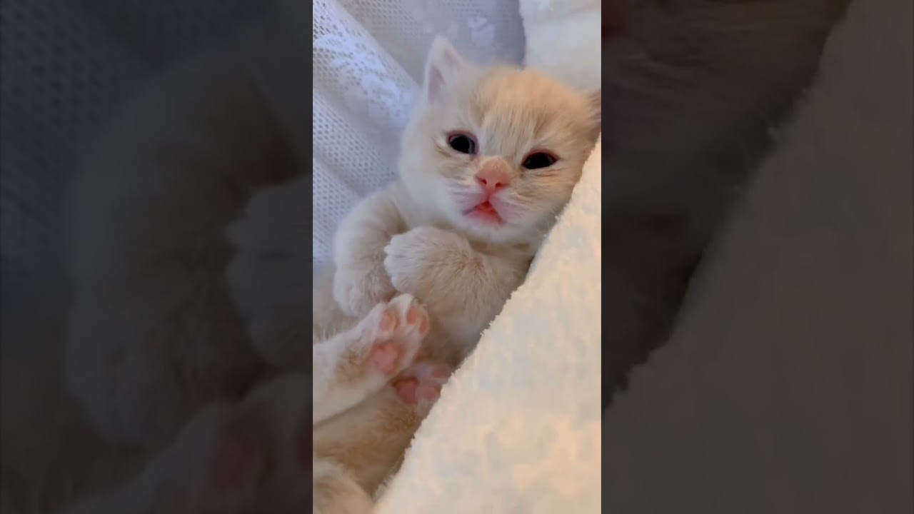 warm sunshine and cute kitten#shorts#funnyvideo #cute #cat#petlover