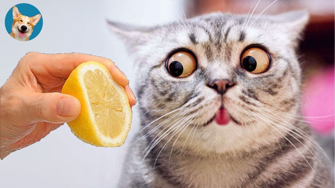 funny cats and dog compilation |cats and dogs funny fails |cats and dogs funniest videos