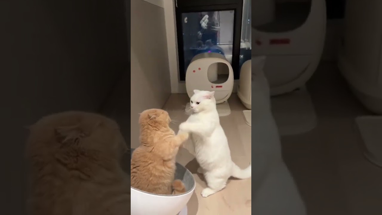 2023 Funniest Cat Videos You'll Laugh So Hard You'll Cry #110