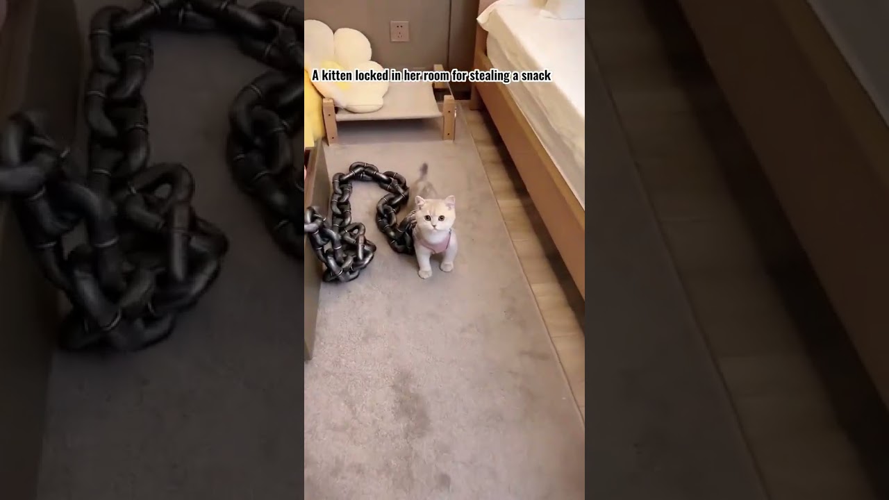 2023 Funniest Cat Videos You'll Laugh So Hard You'll Cry #141  #catcomedy #catfails #cathumor