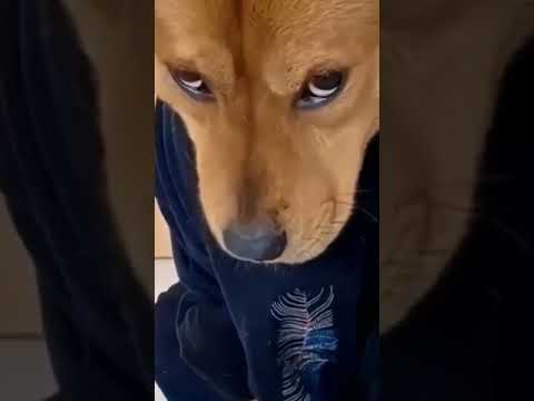 Funniest Animals Video 2023 - Funny dog and cat videos 81 #shorts #funnydog #funny cat