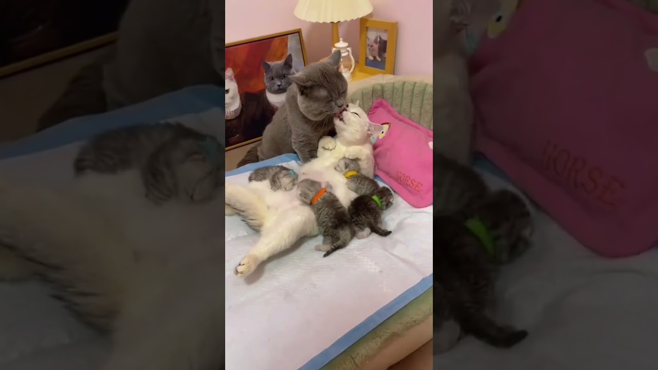 2023 Funniest Cat Videos You'll Laugh So Hard You'll Cry #catcomedy #catfails #cathumor