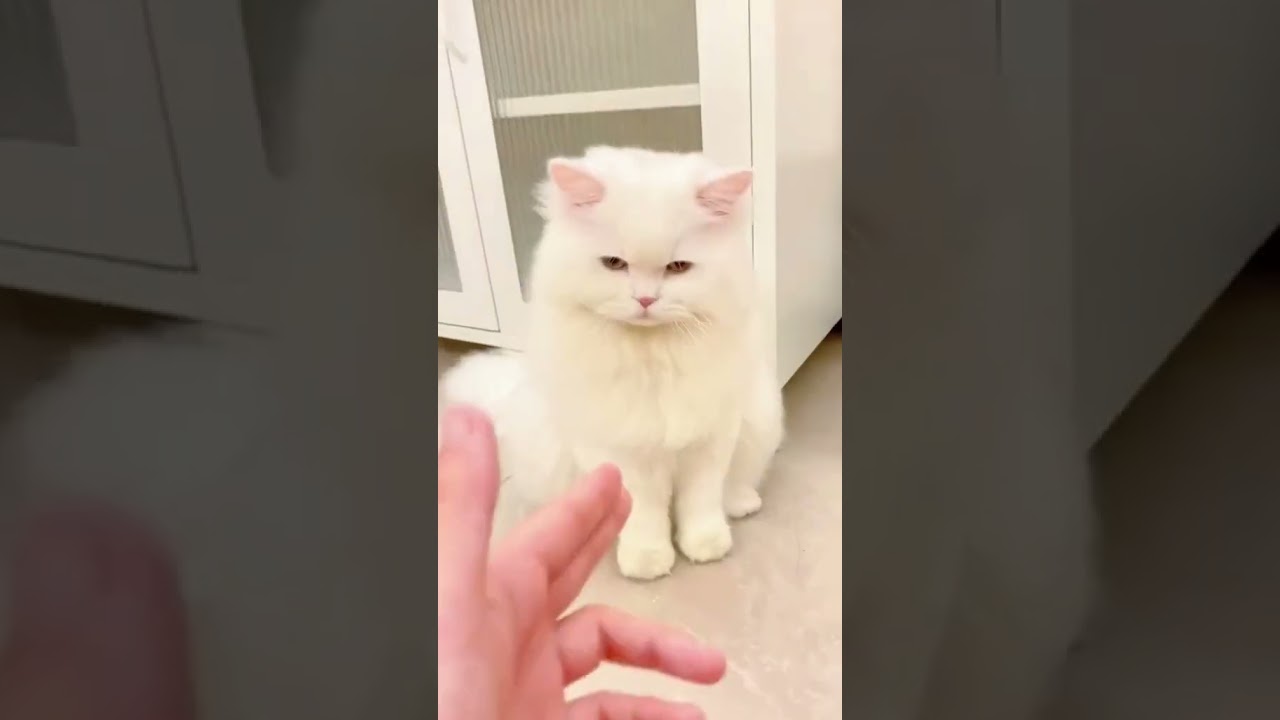 2023 Funniest Cat Videos You'll Laugh So Hard You'll Cry #136  #catcomedy #catfails #cathumor