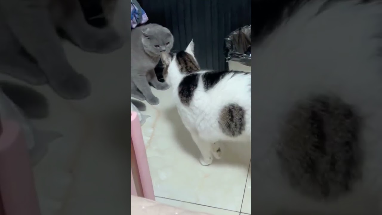 2023 Funniest Cat Videos You'll Laugh So Hard You'll Cry #84