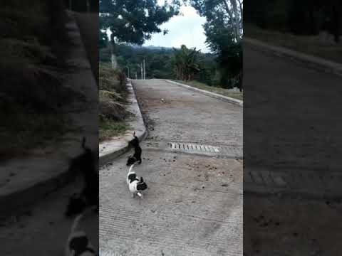 Funniest Animals Video 2023 - Funny dog and cat videos 79  #shorts #funnydog #funny cat
