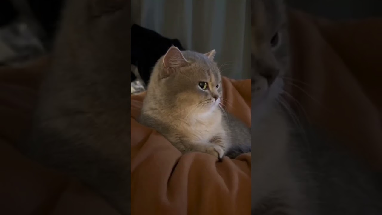 Laugh Out Loud with the Funniest Cat Video of All Time