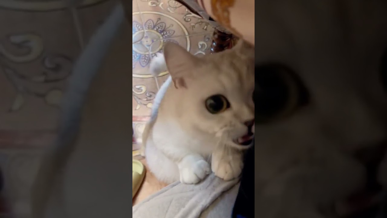 2023 Funniest Cat Videos You'll Laugh So Hard You'll Cry #106