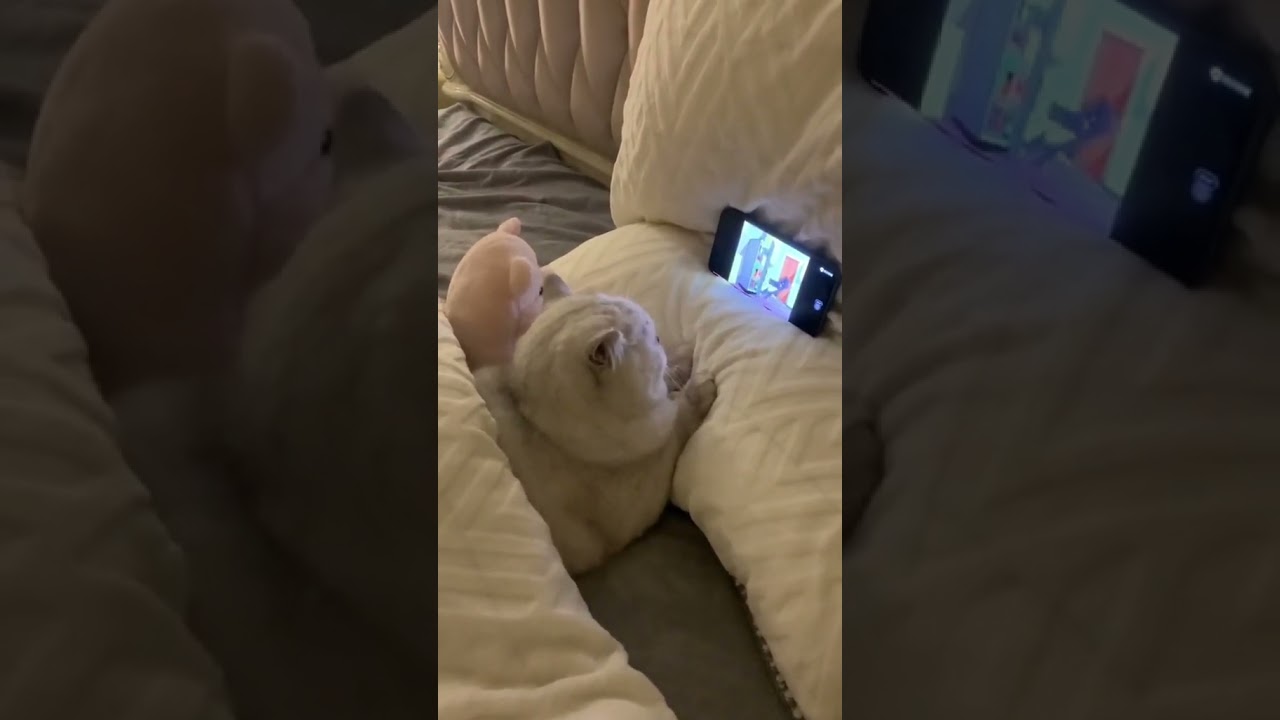 Laugh Out Loud with the Funniest Cat Video of All Time #43