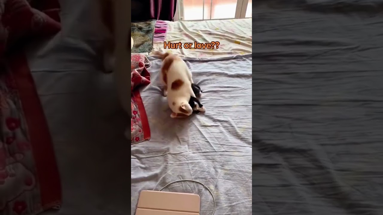 2023 Funniest Cat Videos You'll Laugh So Hard You'll Cry #147   #catcomedy #catfails #cathumor