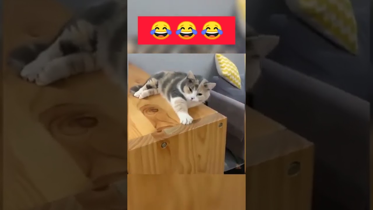 Amazing cute cats funny video #cute cats    #funnycats