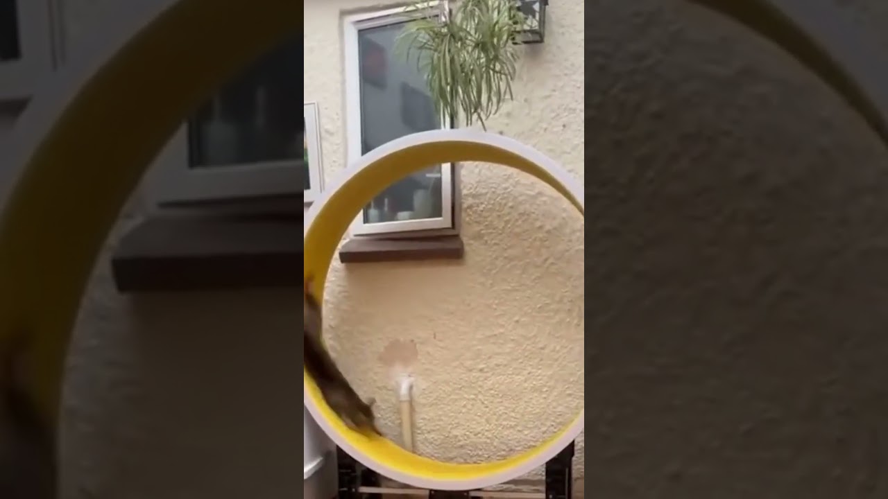 Cat Spinning in Wheel and Falling #shorts #viral #shortsvideo #funnyanimals #cats #animalsofyoutube