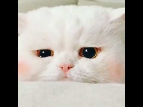 Cute Cats kitten and Funny Cat part 29 #SHORTS