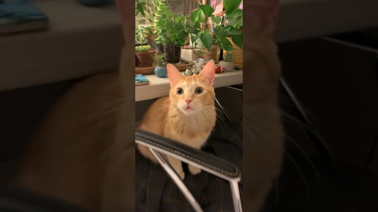 Cute and Funny Cat Videos Compilation | Aww Animals.