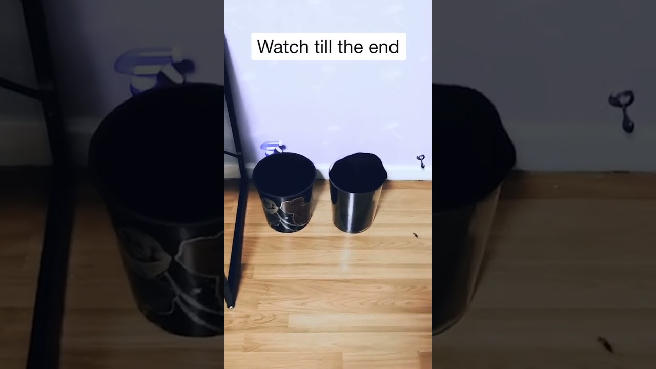 Cute and Funny Cat Videos Compilation | Aww Animals.